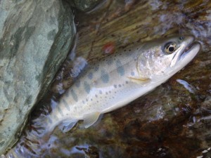 朱点が無ければ「山女魚」そっくりパーマークの上流魚．．ここんところ多いんです by 入渓者Yさん from 高知_0421'2015