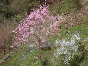 「風にも負けず」の強靭花・桃