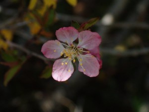 この花．．何の花？。画像的には気に入ってます