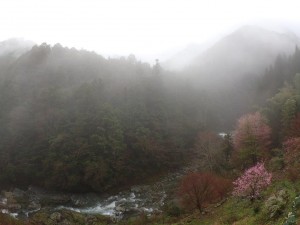 霧の朝が多いような今年_0414'2015