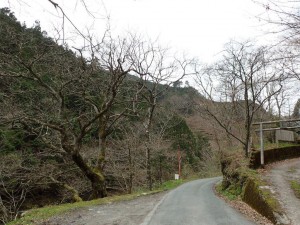 桟敷石神社前の老・柿の木 ．．迫力ありますよ