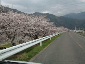 194号線「西条いもたき」付近の加茂川桜_0402'2015