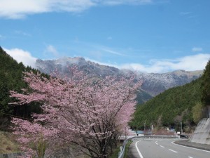 194号線・桑瀬の桜と寒風山_0408'2015