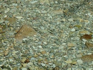 今日も元気に．．中上流域の水中魚_0427'2015