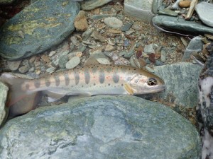 上流部の「調査」アマゴ，左上の石に見覚えがあるような・・_0414'2015