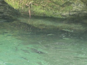 中流部の水中魚・水温低下でも魚活性高し_0408'2015