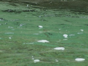 上流部プール・右手前ポイントの水中魚．．活性的には昨日の方が↑↑でした_0408'2015