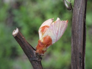 倶楽部ハウス斜面・葡萄の芽