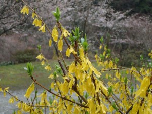 御近所さんのレンギョウと桜