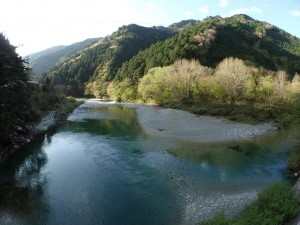 朝の出合橋・ライズしてました_AM7・0421'2015