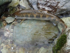 桑瀬川の「調査」アマゴ_0422'2015