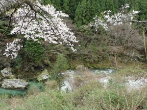 雨後の中野川桜