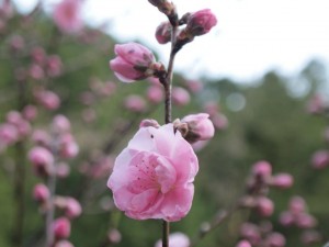 倶楽部ハウス斜面の桃の木に一輪また一輪と花が．．