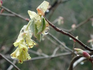 時屋前の水滴付きウツギ・今年は早いようで．．