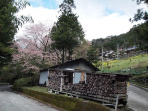 10番・別荘下桜