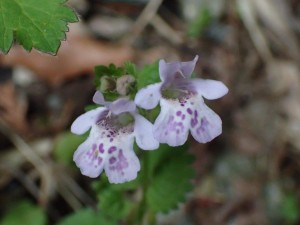 野の小花 「カイドオシ」(別名：カントリソウ・子供の癇を取る薬として使用されたそうです)