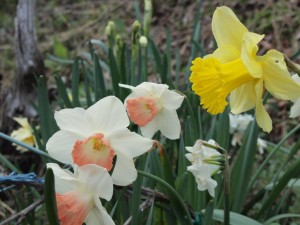 倶楽部ハウス斜面の水仙が今年も綺麗に咲きました_0408'2015