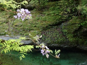 _「スズノネ」プールに「藤」が_0504'2015