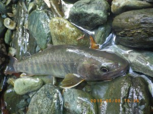 本川漁協管内の26cm岩魚 by 高知のFFパーソンHさん。28.5cm岩魚もキャッチ。_0508'2015