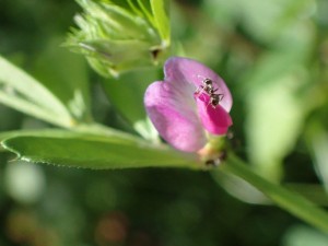 これも「顕微鏡モード」で。アントが写ってました。