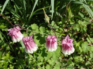 下向き花を別角度で撮ると・・