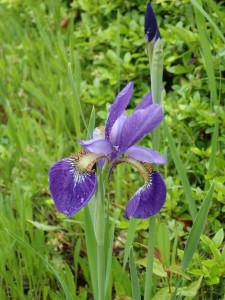 いずれ「○」か「カキツバタ」の．．「アヤメ」です