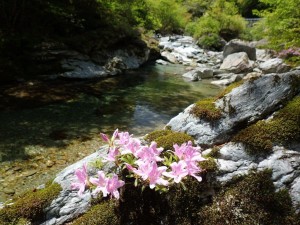 竹の畝；川岩ツツジ・・咲く！。小生見回り時，左流れにアマゴスクールが！！_0502'2015