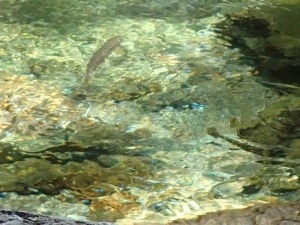 _「ほほ偶然」の水中魚画像