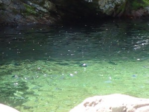 昨日の上流部某所です。小さな白点々は虫_0508'2015