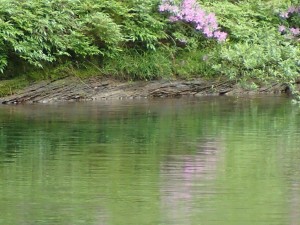 水映え花の場所で大きなライズがあったんですが，待てど・・でした_0509'2015