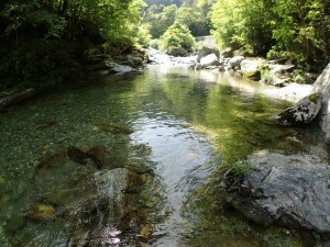 20番・西山広場(竹の畝) プール，緑容積が増加中_0519