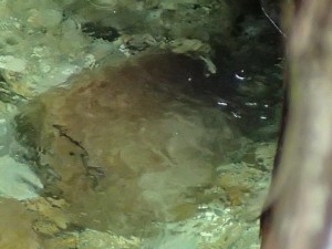 上流部水中魚，木の陰に隠れて撮影。フレーム外の大物は一度きりのお目見えで．．