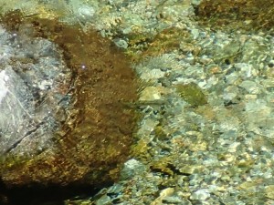 チョイ増水川の中・上流域の水中魚_0519