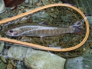 本日の「調査」岩魚_0528