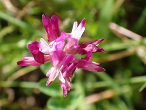 エーーッと・御近所さんの野花です