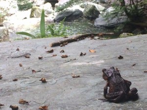 上流部沢の「後ろ向きカエル」photo by 入渓者Tさん from 高知