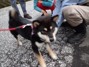 柴犬「凜姫」を皆でナデナデしちゃいました，早い動きで流れてるのが「良し」と。