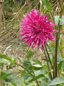 近隣の大振り花