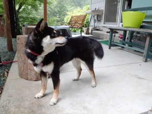 修行中のFF犬 named 凜 (ﾘﾝ) from 徳島