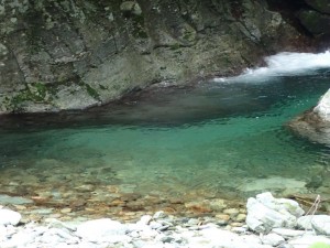 中・小型魚が沢山。上流部プールにて