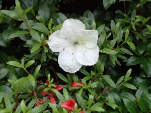 御近所さんの梅雨時花