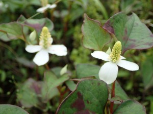 近隣野花