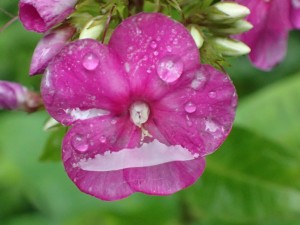 先日の雨上がり花