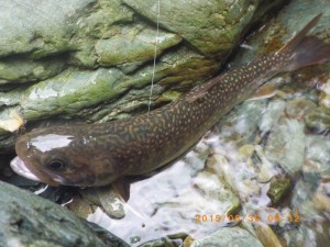 上流部岩魚 by 入渓者Iさん from 愛媛，photo by Hさん_0630