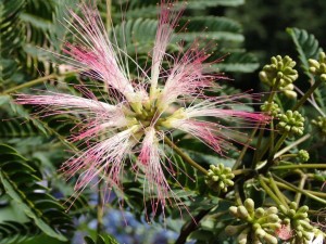 合歓の木 (ﾈﾑﾉｷ) の花．．最盛期です