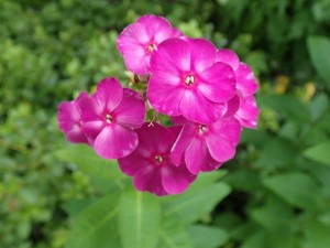 御近所さんの花