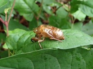 蝉のぬけがらが．．．蝉毛鉤は未だ威力を発揮してませんが