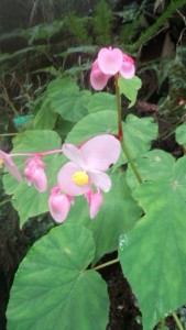 ルート造りをしてたそばの野花・シュウカイドウ 