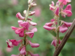 倶楽部ハウスの「ウマツナギ」山から採って来て植えたら根付いたそうで．．