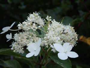 夏野山花